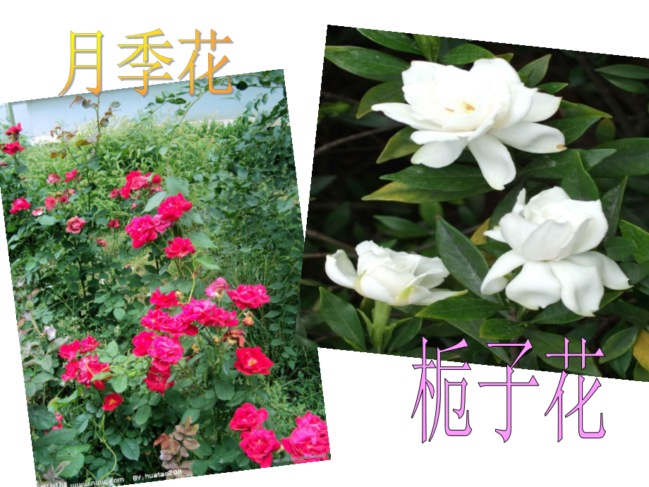 冀教版品生一下夏天里的动植物ppt课件2_第4页