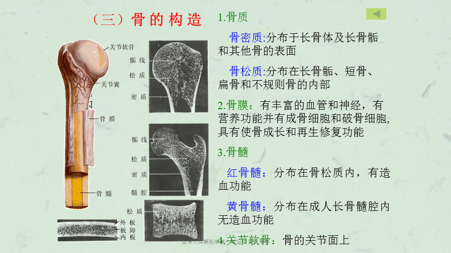 正常人体解剖学第一章运动系统骨学课件_第4页